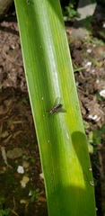 Tachinidae