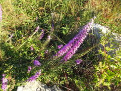 Liatris punctata mucronata