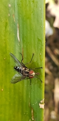 Tachinidae