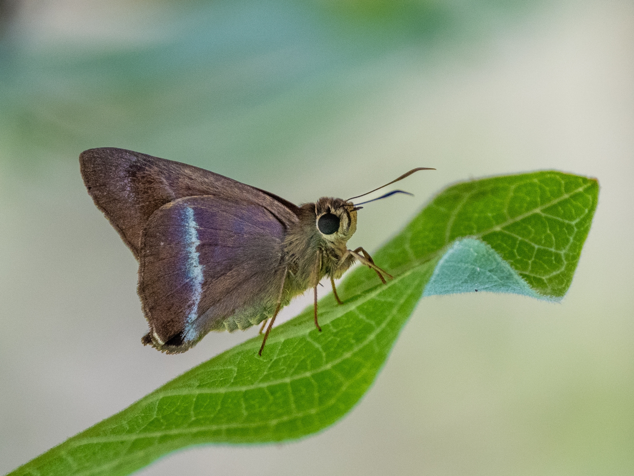 Common Banded Awl