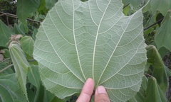 Heliocarpus