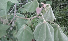 Heliocarpus