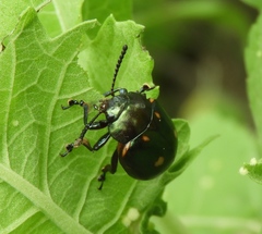 Leptinotarsa behrensi