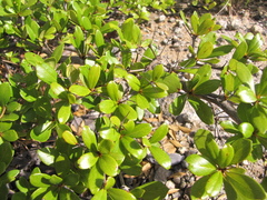 Terminalia molinetii