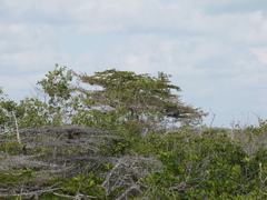 Terminalia molinetii