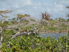 Terminalia molinetii
