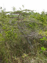 Terminalia molinetii