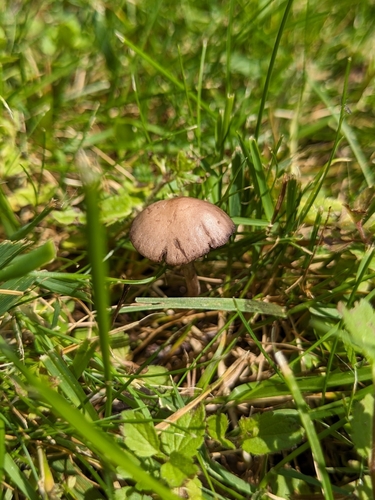 Heudüngerling
