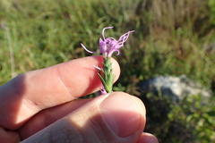 Liatris punctata mucronata
