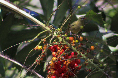 Palm Tanager