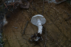 Lepiota ignivolvata