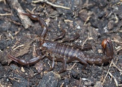 Hadruroides maculatus