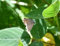 Electrostrymon guzanta