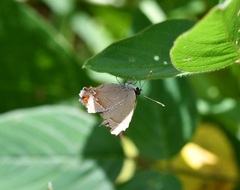 Electrostrymon guzanta