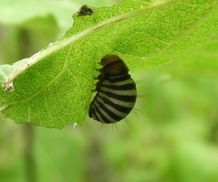 Leptinotarsa behrensi