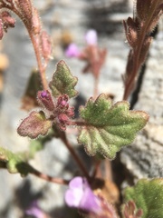 Phacelia mustelina
