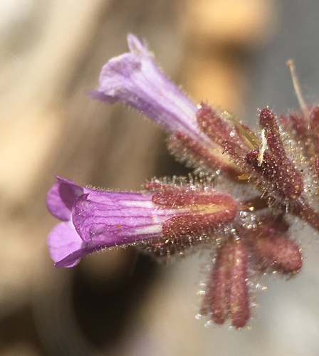 Image of Phacelia mustelina by (c) Matt Berger, some rights reserved (CC BY)