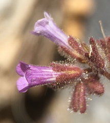 Phacelia mustelina