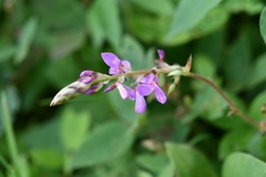 Desmodium pringlei