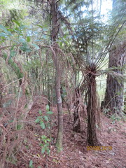 Phyllocladus trichomanoides