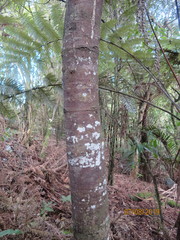 Phyllocladus trichomanoides