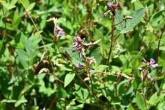 Desmodium pringlei