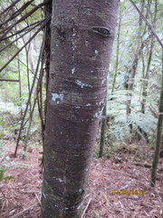 Phyllocladus trichomanoides