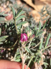 Astragalus gilmanii