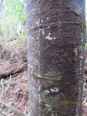 Phyllocladus trichomanoides