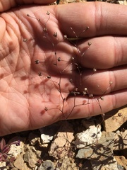 Nemacladus inyoensis