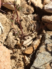 Nemacladus inyoensis