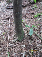 Phyllocladus trichomanoides