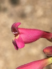 Penstemon floridus austinii