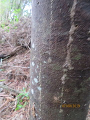 Phyllocladus trichomanoides