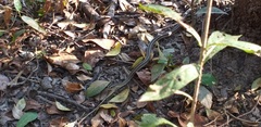 Southern Striped Snake photo 3