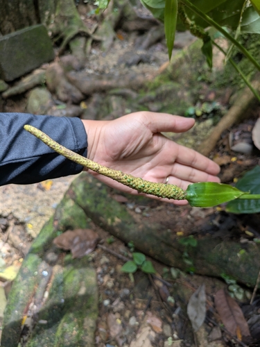 Anthurium acutifolium