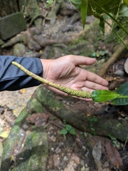Anthurium acutifolium