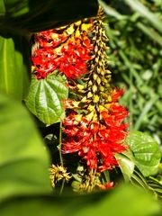 Combretum cacoucia