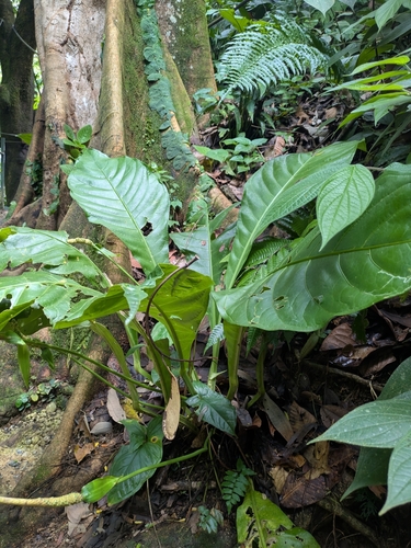 Anthurium acutifolium, photograph 2