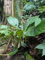 Anthurium acutifolium, photograph (c) My-Lan Le, some rights reserved (CC BY)