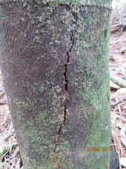 Phyllocladus trichomanoides