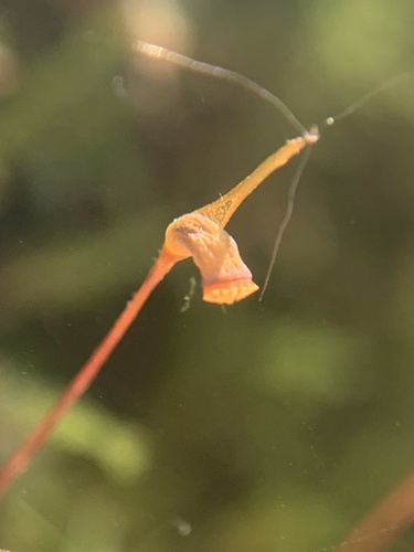 Timmia megapolitana, 2025-06-07