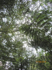 Phyllocladus trichomanoides