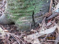 Phyllocladus trichomanoides