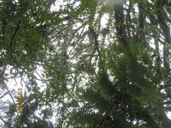 Phyllocladus trichomanoides