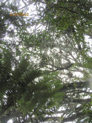 Phyllocladus trichomanoides