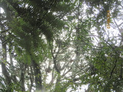 Phyllocladus trichomanoides