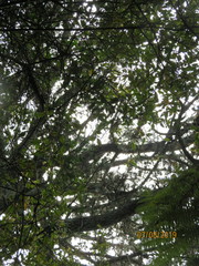 Phyllocladus trichomanoides