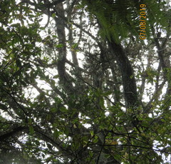 Phyllocladus trichomanoides