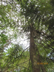 Phyllocladus trichomanoides